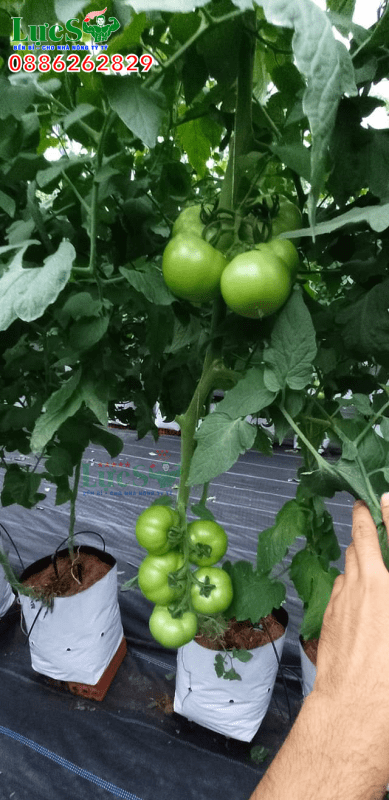 Sử dụng bạt phủ cho vườn cà chua sạch, sai trái