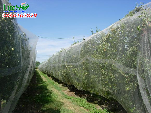 Sử dụng lưới chắn côn trùng làm nhà lưới trồng rau sạch