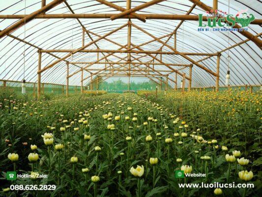 Mô Hình Trồng Hoa Cúc Tết Ở Miền Bắc Vs Miền Nam – Có Gì Khác Biệt?