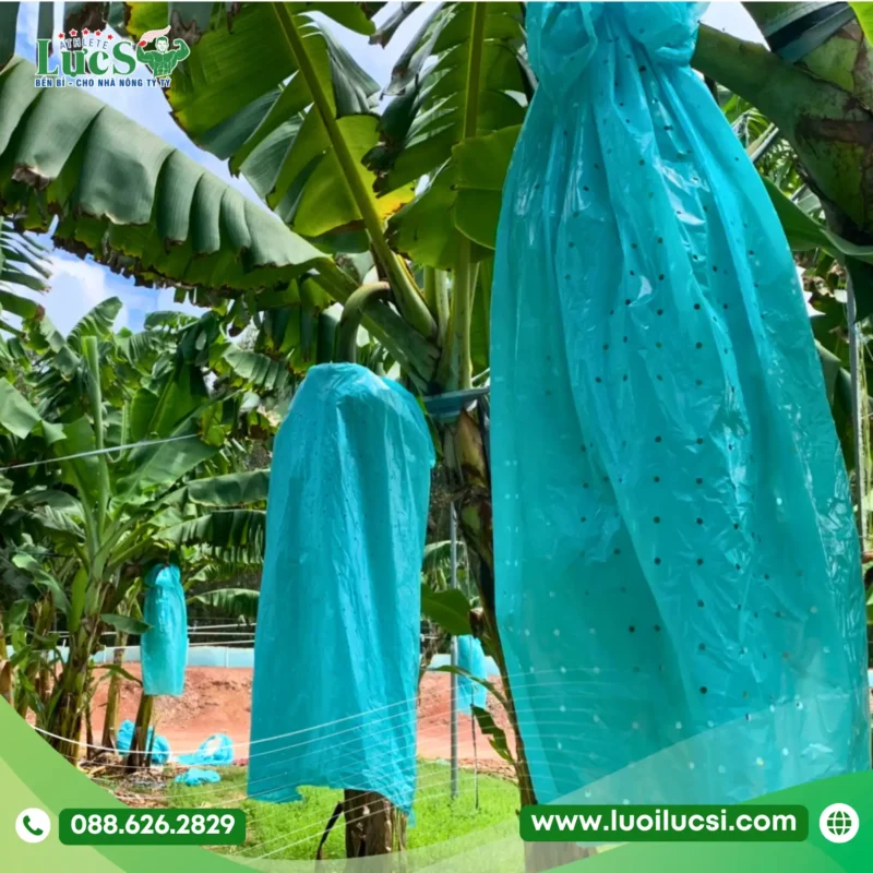 Tiêu Chuẩn Chọn Kích Thước Túi Bao Chuối Đạt Chuẩn Xuất Khẩu (Chuối Tiêu, Cấy Mô, Chuối Táo)