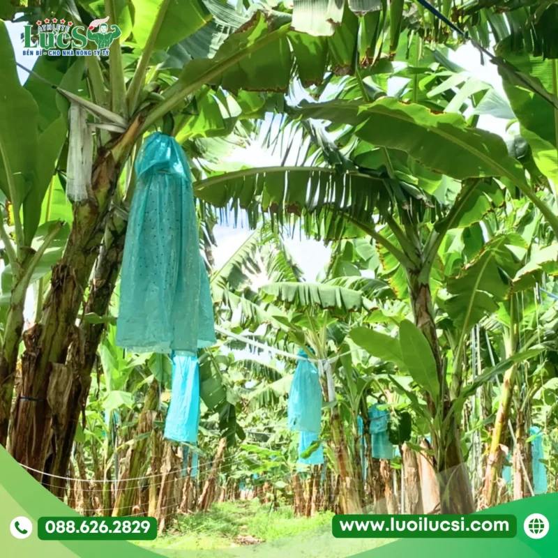  Kích Thước Tiêu Chuẩn Cho Chuối Cấy Mô