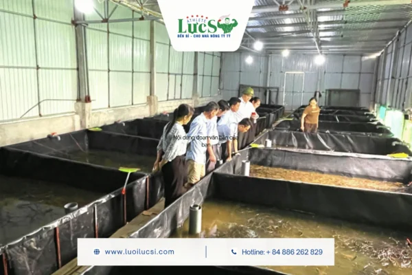 Tại Sao Mô Hình Nuôi Lươn Không Bùn Trong Bể Bạt Lại "Gây Sốt"?
